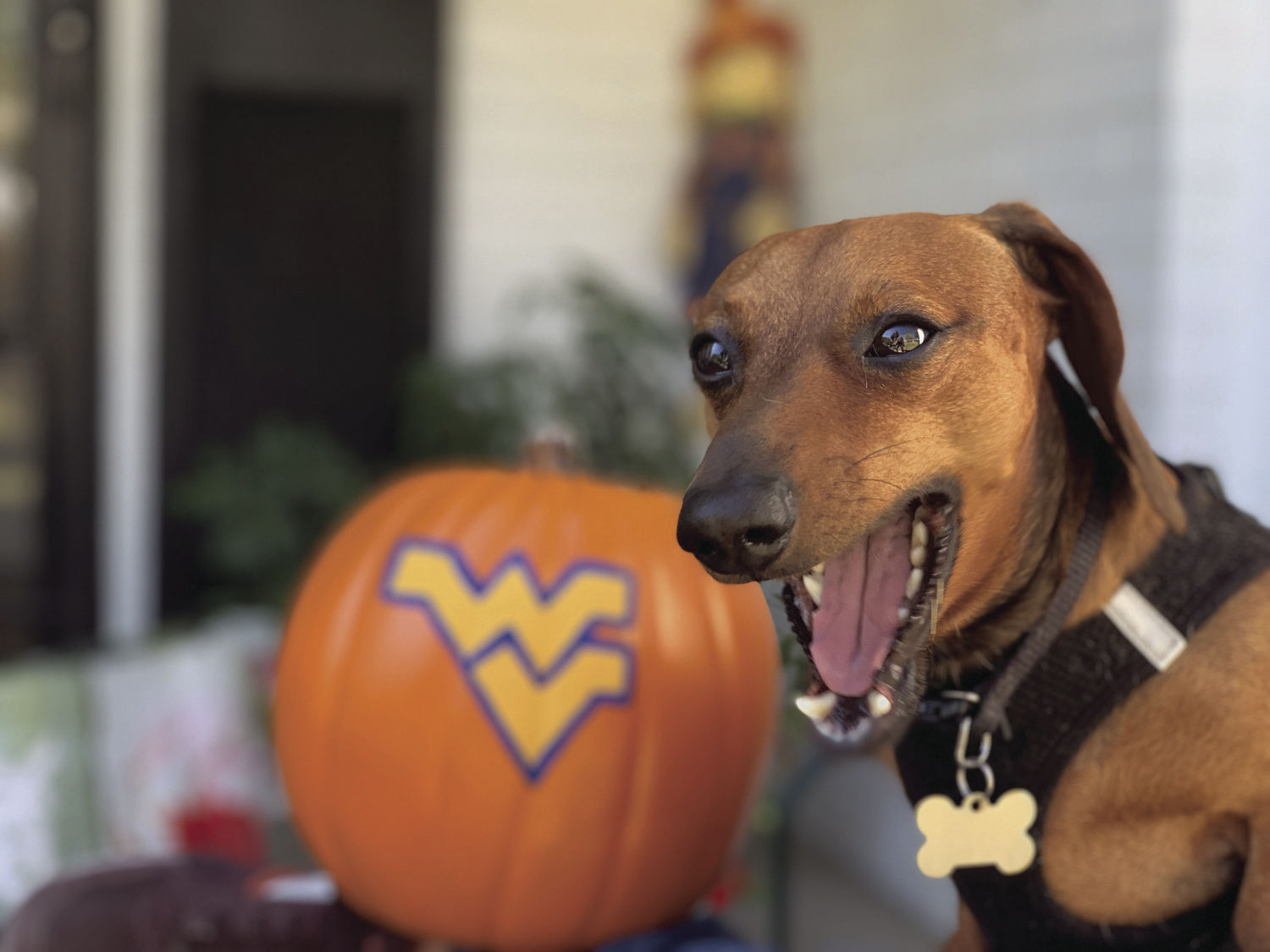 Ray is a lazy weenie who loves his family and sunbathing.